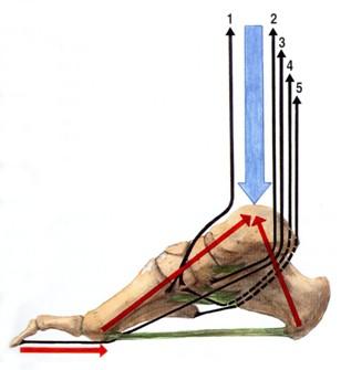 Mezi svaly tvořící podélnou klenbu patří (Obr. 6) m. tibialis posterior, m. flexor digitorum longus a m. flexor halucis longus (VÉLE, 2006). Šlašitý třmen, tvořený m. peroneus longus a zejména m.