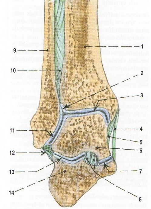 Příloha 1: articulatio talocruralis, tibiofibulární syndesmoza a její vztah k talokrurálnímu kloubu, tibie nasedá na trochleární plochu talu a společně s fibulou tvoří trochleární vidlici (ČIHÁK,