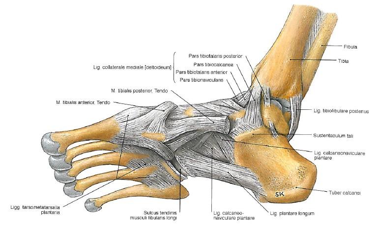 (SOBOTTA, 2007) 2B) ligamenta hlezenního