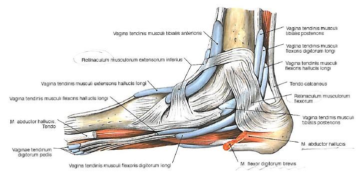 retinacula a šlachové pochvy v oblasti hlezenního
