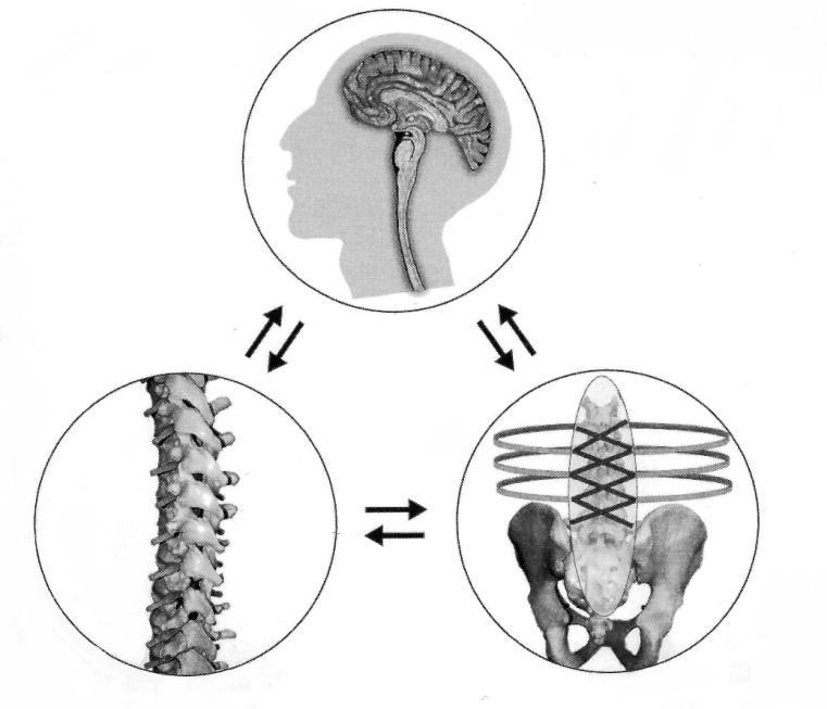 Obrázek 1. Subsystémy stabilizačního systému osového orgánu (Palaščáková Špringrová, 2010). Hlavní náplní SS je posilováni m. transversus abdomins.