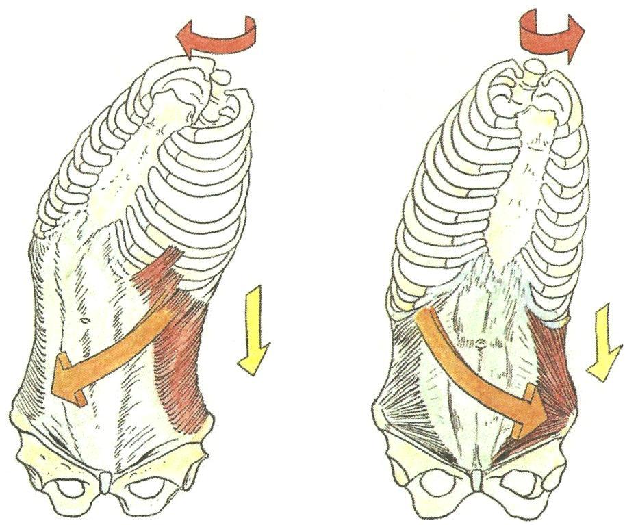 Obrázek 7. Schéma stabilizační funkce laterální skupiny bříšních svalů (Čihák, 2001). a. musculus obliquus externus abdominis b. muscuus obliquus internus abdominis 2.6.