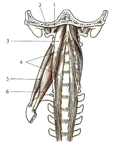 Obrázek 10. Prevertebrální svaly (Eliška, Elišková, 2009). 1. musculus rectus capitis anterior 2. musculus rectus capitis lateralis 3. musculus longus capitis 4. musculus longus colli 5.