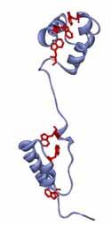 Zhášení fluorescence tryptofanu v Myb oncoproteinu při vazbě na DNA Myb onkoprotein je spojován chromatinem a reguluje genovou expresi N koncová