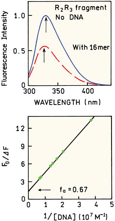 podílí na vazbě k DNA Fluorescence R2R3 fragmentu MYb onkoproteinu je částečně zhášena po vazbě na DNA Po vynesení závislosti fluorescence na