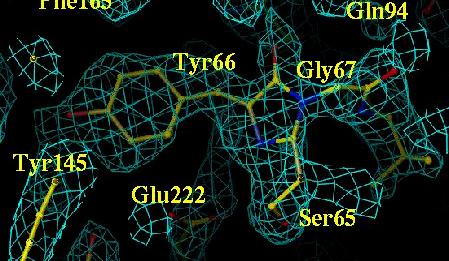 Fluorofor v GFP Ser65-Tyr66-Gly67 Fluorofor vzniká autokatalyticky při balení proteinu ( 2-4 hod) Tyr66 je zdrojem fluorescence Fluorofor vznikl oxidací Tyr66 a