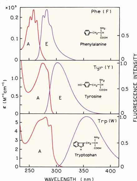 Absorpční a emisní spektra aromatických aminokyselin Proteiny jsou fluorescenční díky třem aromatickým aminokyselinám: tryptofanu, tyrozinu a fenylalaninu Vyskytují se v sekvenci relativně málo