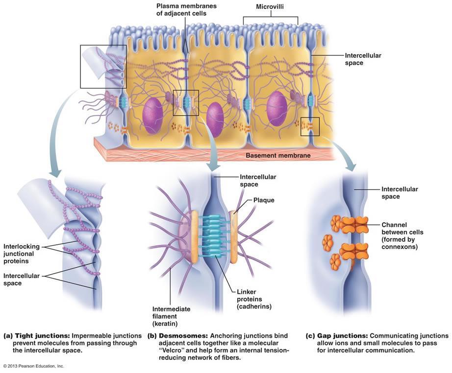 BUNĚČNÁ SPOJENÍ HLAVNÍ FUNKCE slouží ke spojení a vzájemné komunikaci mezi buňkami Tight junctions (těsná) Zonula occludens Transmembránové proteiny claudin a occludin.