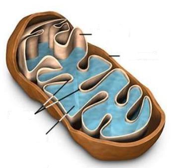 MITOCHONDRIE HLAVNÍ FUNKCE uvolnění energie z potravy a její transformace do využitelné formy ATP (buněčná elektrárna ) Charakteristika semiautonomní organela vlastní DNA a proteosyntetický aparát