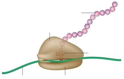 RIBOSOMY vznikající protein HLAVNÍ FUNKCE produkce proteinů (= translace) Charakteristika nukleoproteinové komplexy mrna rrna a desítky specifických proteinů dvě heterogenní nekovalentně spojené