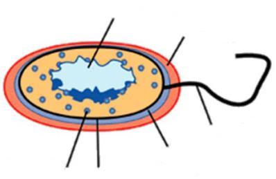 EUKARYOTA vs.