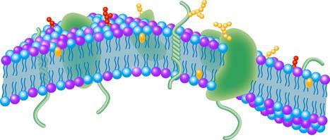 BIOLOGICKÁ MEMBRÁNA HLAVNÍ FUNKCE oddělení prostředí s odlišným chemickým složením Charakteristika semipermeabilní (=polopropustná) lipidová dvojvrstva tvořená polárními lipidy (tloušťka 6 10 nm)