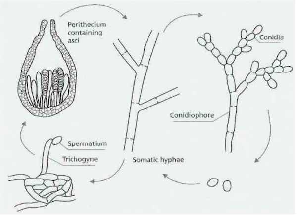 Ascomycota Neurospora crassa Sordaria 75% známých druhů hub askus vzniká fúzí 2