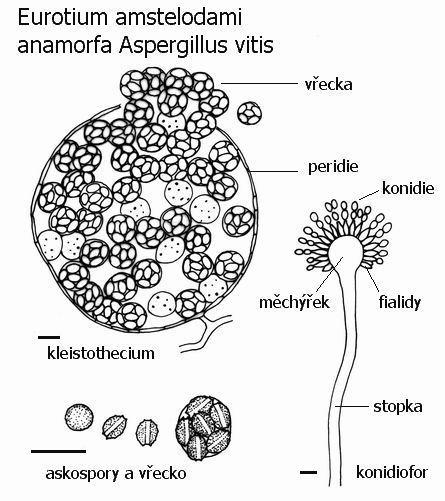 Organizmy jsou typické osmofolií vyskytují se