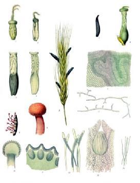 Claviceps purpurea (námel) Námel jest malá houba, jež vyskytuje se zvláště v letech mokrých v klasech trav rozličných, jmenovitě žita.