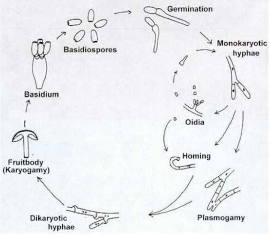 Basidiomycota kvasinkovité houby patogeni rostlin a člověka basidium meióza basidiospory