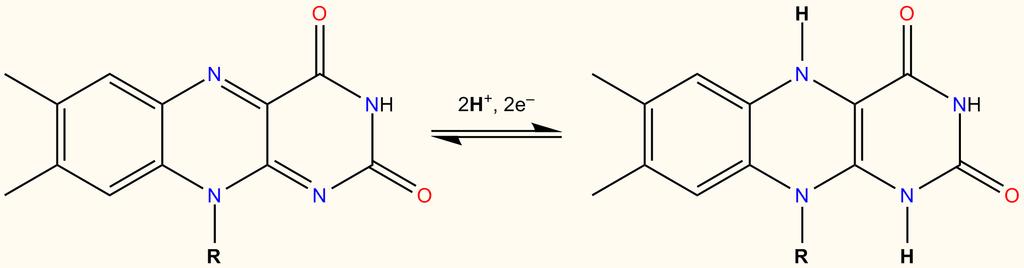 Biological redox processes Slide 15 Flavin cofactors FAD and FMN Flavin Adenine