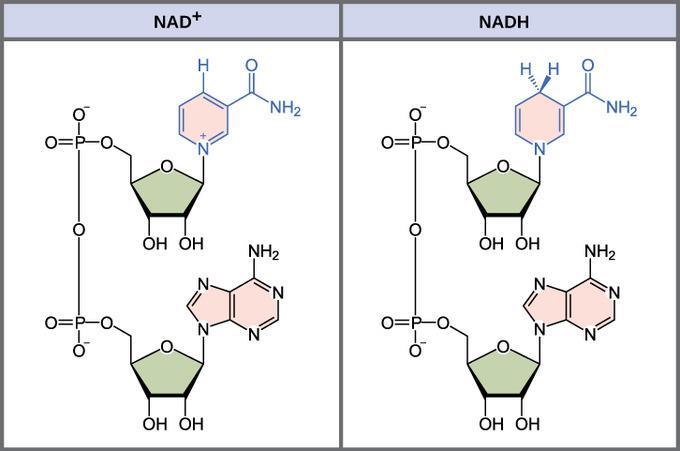 Enzymy Proteiny - pouze protein = apoenzym (->