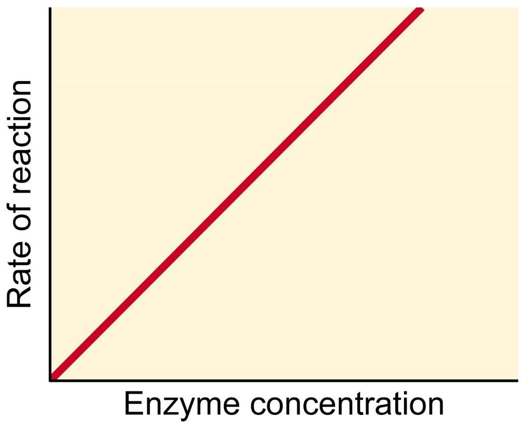 Vnitřní faktory: koncentrace enzymu s rostoucí koncentrací enzymu roste rychlost