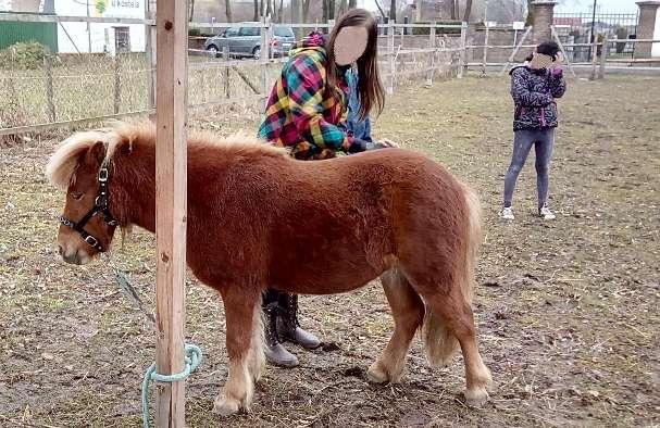 Minifarma Čištění poníků Další příčkou pomyslného žebříčku je čištění zdejších poníků, Kuby a
