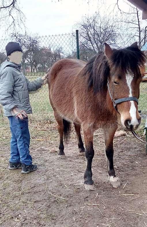 život na naší minifarmě Foto : Tomáš z 1. skupiny SVP při čištění kopyt.