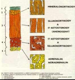 Nadledvina - charakteristika dvojitá žláza dvě rozdílné tkáně - kůra a dřeň 1) Kůra mineralokortikoidy - aldosteron glukokortikoidy - kortisol, kortikosteron androgeny - testosteron 2) Dřeň