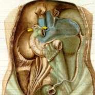 Pancreas pars endocrina = insulae pancreaticae Langerhansi 1-2 miliony, převážně v