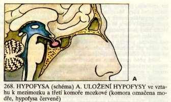 Hypofýza - vývoj Ratkeho výchlipka 3.