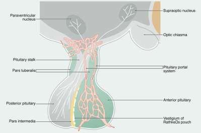 Hypofýza - cévní zásobení větve z art. carotis interna a. hypophysialis superior (pars cavernosa a. carotis int.) primární kapilární pleteň v infundibulu sekundární portální pleteň v adenohypofýze = hypofyzární portální systém a.