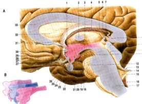 Hypothalamus (součást mezimozku) neurosekreční buňky tvorba granul a jejich sekrece do krve ncl.