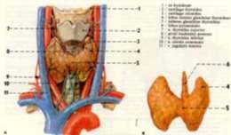 Štítná žláza - charakteristika Lobus dx., sin.