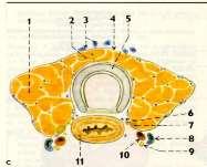 kalcitonin Štítná žláza - stavba pouzdro - septa folikuly (50-900 um) kulovité