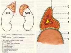 fibrosa kůra = cortex zona glomerulosa, fasciculata et