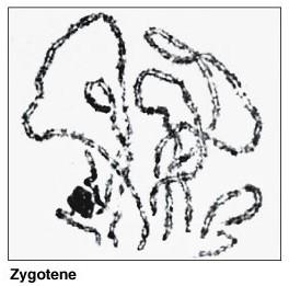 nerozdělený centrozom. ZYGotene Pokračuje spiralizace.