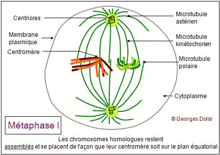 Meióza metafáze i. Chromozomy jsou seřazeny v ekvatoriální rovině, homologní chromozomy stále v bivalentech.
