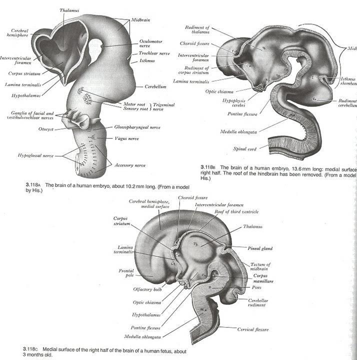 Prosencephalon telencephalon diencephalon Mesencephalon