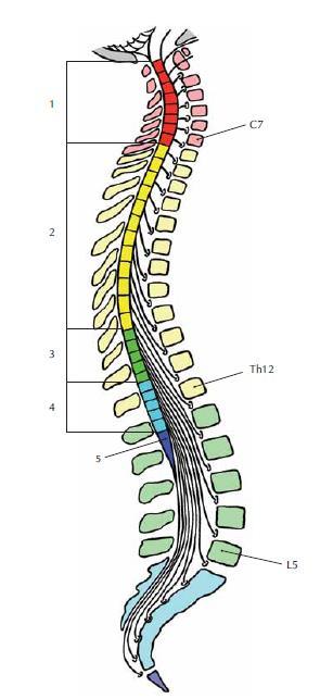 Vertebromedulární topografie Vzájemnou polohu míšních segmentů a těl obratlů v dospělosti ukazuje tabulka a obrázek