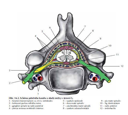 Endorhachis Spatium epidurale Dura mater spinalis Spatium subdurale