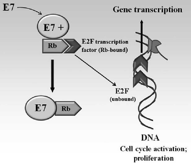 Protein E6 je jedním ze dvou hlavních onkoproteinů HPV.