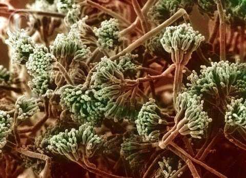 3.2.4 Významné toxiny rodu Penicillium Tento rod zahrnuje značné množství druhů. Vyskytuje se v půdě, i na různém organickém materiálu. Růst penicilií je podobně jako u aspergilů velmi rychlý.