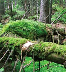 Cieľom tejto brožúrky je priblížiť Vám rozmanitosť lesných biotopov chránených v rámci celoeurópskej sústavy Natura 2000 na Slovensku. Možno sa Vám niektoré z nich budú zdať všedné, nie vzácne.