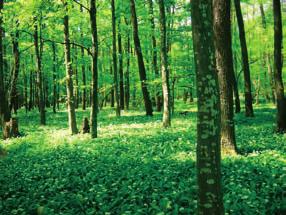 Lesy a Natura 2000 Cieľom vytvorenia sústavy chránených území Natura 2000 je ochrana biodiverzity prostredníctvom zachovania alebo zlepšenia stavu populácií vybraných druhov rastlín, živočíchov a
