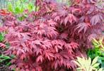 ) jehličnany pro živé ploty (Chamaecyparis, Thuja aj.), popínavé rostliny (Hedera, Rosa sp.). Rostliny jsou dodávány v kontejnerech (K9*9 K15 L) nebo ve větších velikostech se zemním balem.