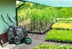 Hedera, Hydrangea, Chaenomeles, Laburnum, Ligustrum, Lonicera, Morus, Parthenocisus, Pieris, Potentilla,