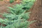 Pěstujeme: ovocné stromky v sortimentu, okrasné trávy, Ilex, Mahonia,