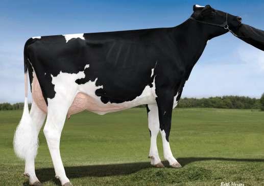 ENDCO APPRENTICE RC MORNINGVIEW MCC KINGBOY BLONDIN TJR SUPERSIRE AROMA SEAGULL-BAY SUPERSIRE» výborný exteriér i ukazatele zdraví» RC býk» vhodný na jalovice KHW ALCHEMY ADELINE-RED 02-02 254 8 201