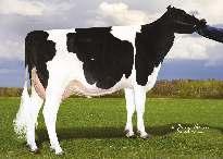 SPRINGWAY CELEBRATE NEO-539 MAN-O-MAN x BOLIVER x ADDISON LONG-LANGS OMAN OMAN SPRINGWAY BLVR CHRISTINA 02-03 305 13 626 4.4% 600 3.