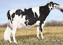 6% 975 kg WHITTIER-FARMS CHRISTINA 02-03 305 15 205 4.7% 713 3.4% 518 kg Celoživotně: 19 822 4.7% 936 3.5% 702 kg Stád 107 Dcer 267 Mléko +356 2227 Tuk +9-0.03 NM$ R % 96 % Bílkovina +16 +0.