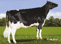 3% 262 kg» excelentní utváření exteriéru» nástupce Goldwyna» dcery úspěšné na výstavách v Madisonu a Torontu Celoživotně: 46 505 4.2% 1 934 3.