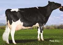 DOMICOLE CHELIOS NXB-108 BAXTER x GOLDWYN x ALLEN» vynikající utváření exteriéru» velmi dobrá produkce mléka při vysoké produkci složek» výborná vlastní plodnost býka PH 8/2016 Stád 1174 Kg % Dcer